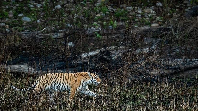 Visit Dudhwa Tiger Reserve